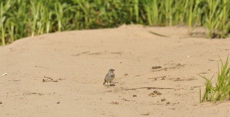 Трясогузка на песке. Дикая природа, природа, песок, птица
