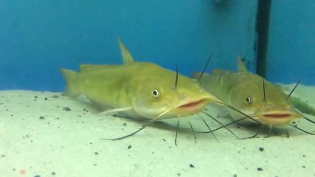 Wels im Aquarium, Fische, Natur