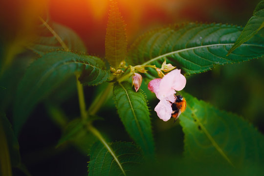 Close-up of a bumblebee sitting on a pink flower flower, pollinating. Green backdrop