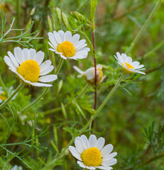 Wild chamomiles growing on a green meadow