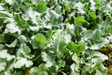 Chinese kale vegetable in the garden