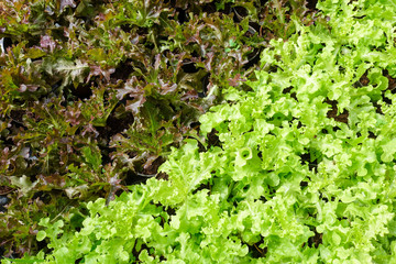 Green and brown lettuce plants
