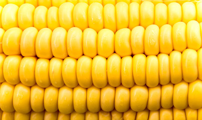 Texture of raw corn cob sweet maize