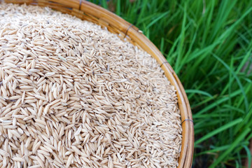 paddy rice in basket with blured rice plant background