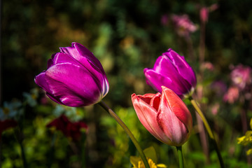4086 Tulpen - violette Pracht