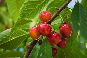 Red and sweet cherries on a branch