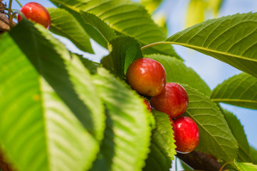 Red and sweet cherries on a branch