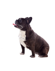 Portrait in Studio of a cute bulldog