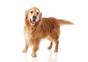 Beautiful Golden Retriever dog breed