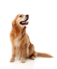Beautiful Golden Retriever dog breed - obrazy, fototapety, plakaty