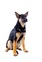 Young German Shepherd dog