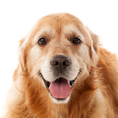 Beautiful Golden Retriever dog breed