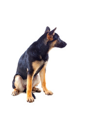 Young German Shepherd dog