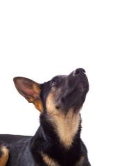 Young German Shepherd dog