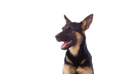 Young German Shepherd dog
