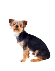 Cute small dog with cutted hair