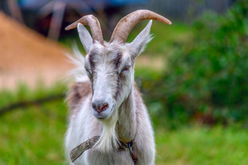 Fototapeta premium A white horned goat is grazing in a rustic meadow. 