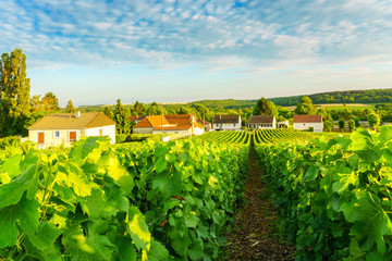 Fototapeta na wymiar Village countryside and champagne vineyards at montagne de reims, France