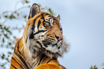 Sideview of a Royal Bengal Tiger