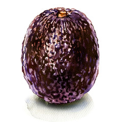 whole ripe dark avocado isolated, watercolor illustration on white