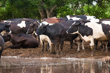 Cow herd on the farm