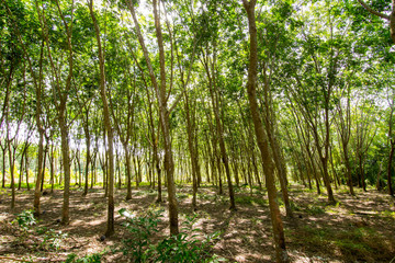 Under the shade of a tree Cover the sky