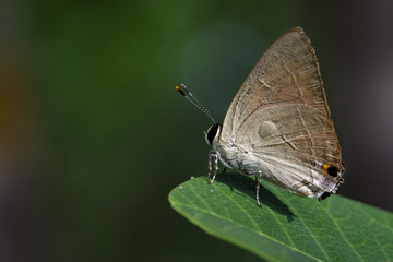 Image of common red flash butterfly (Rapala iarbus iarbus Fabricius, 1787) on green leaves. Insect Animal