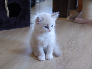 Ragdoll Baby