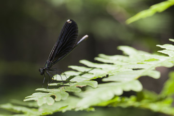Female ebony jewelwing damselfly (Calopteryx maculata) resting on a fern leaf. Black-winged damselfly isolated against a blurred background.
