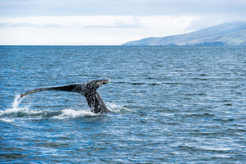 Humpback Whale Feeding in Eyjafjordur