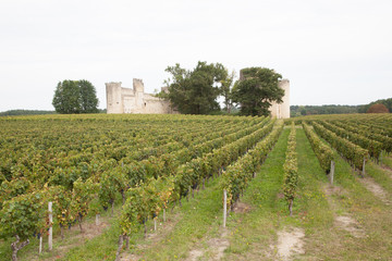 Fototapeta na wymiar The grapes farm of Bordeaux Valley, sunset time in Medoc France