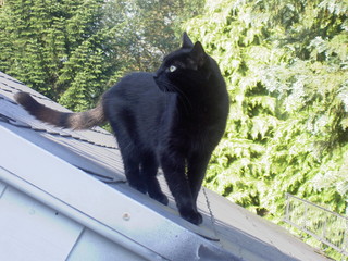 schwarze Katze auf dem Dach schaut