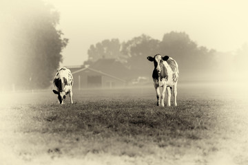 Antique plate photography of young cows in field during misty morning.