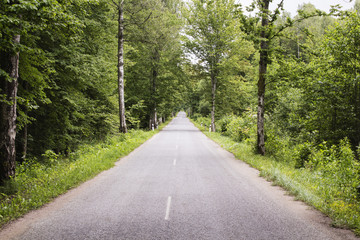 Obraz premium forest road trees along at the country side.