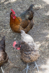Close-up of grey hen in chicken coop amongst other chickens
