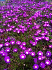 Obraz premium purple flowers in Corsica 
