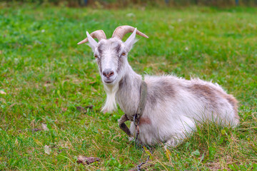 A white horned goat is grazing in a rustic meadow. 