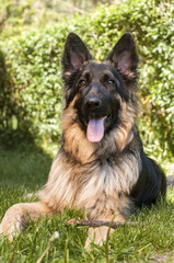 german shepherd dog