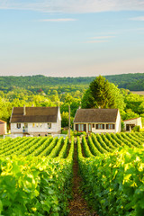 Fototapeta na wymiar Vine green grape in champagne vineyards at montagne de reims on countryside village background, France