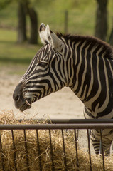 a zebra