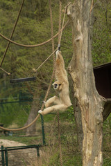 a white-handed gibbon