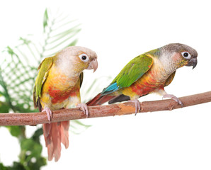 Fototapeta na wymiar Green-cheeked parakeet in studio