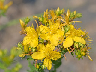 Echtes Johanniskraut, Hypericum perforatum