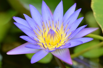 Purple Lotus ,aka Violet Water Lily, aka Purple Waterlily, aka Violet Lotus