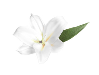 Naklejka na ściany i meble Graceful fresh lily flower, isolated on white