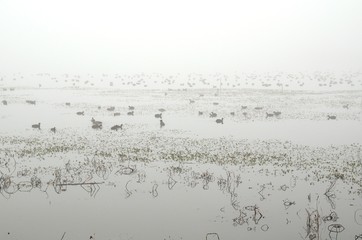 琵琶湖の水鳥