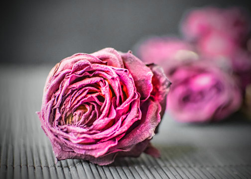 Dry heads of purple roses on a black background. Dark Background with Flowers