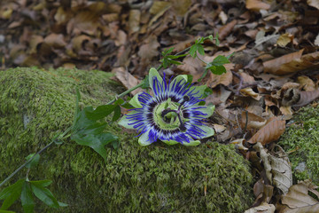 Passiflora entre el musgo y las hojas - 1