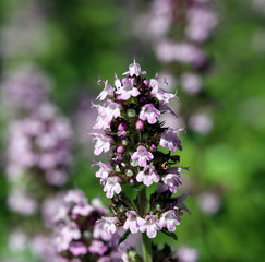 Gartengestaltung