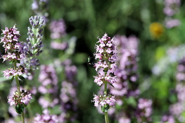 Gartengestaltung